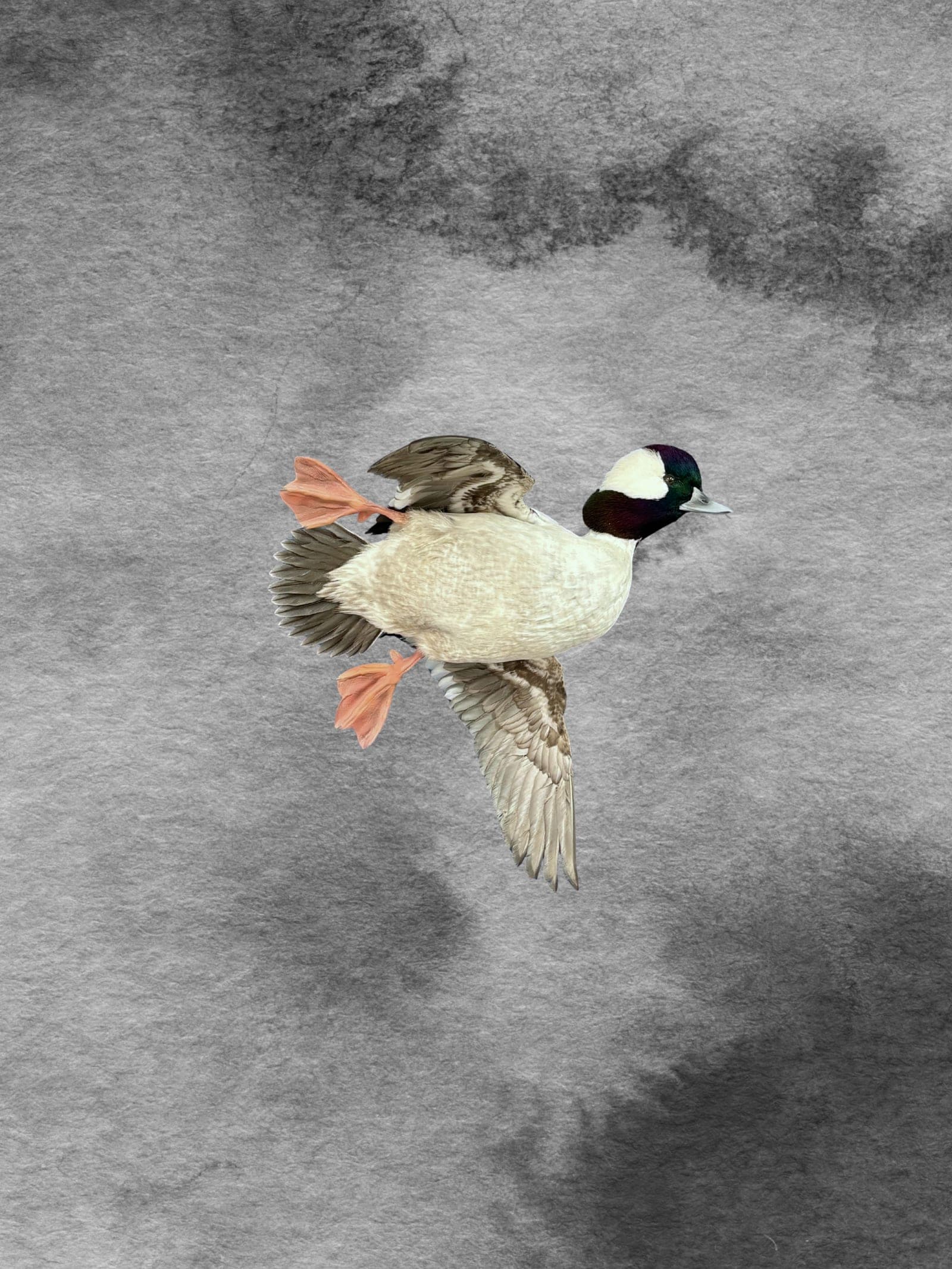 Bufflehead taxidermy mount — Flying pose
