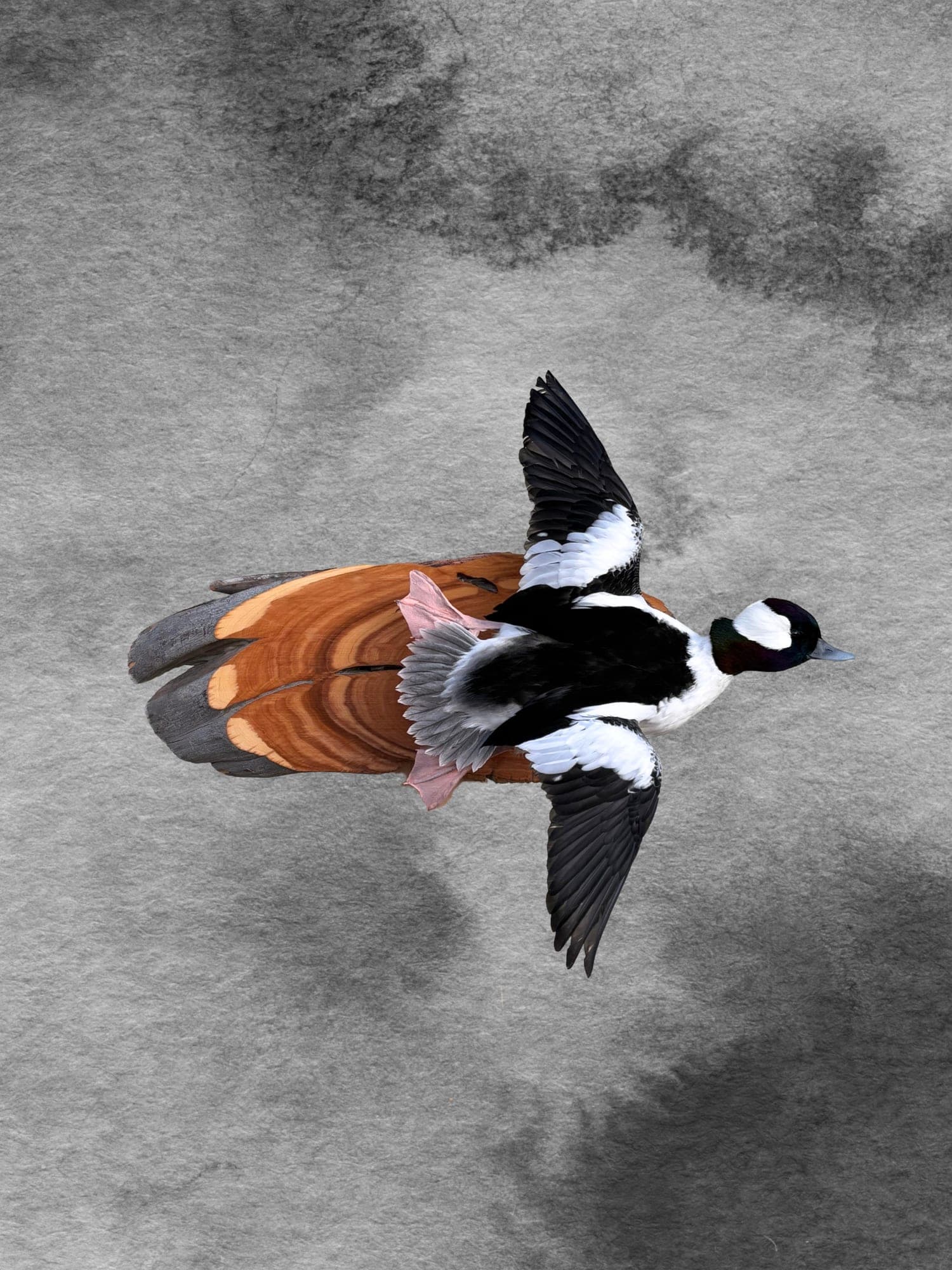 Bufflehead