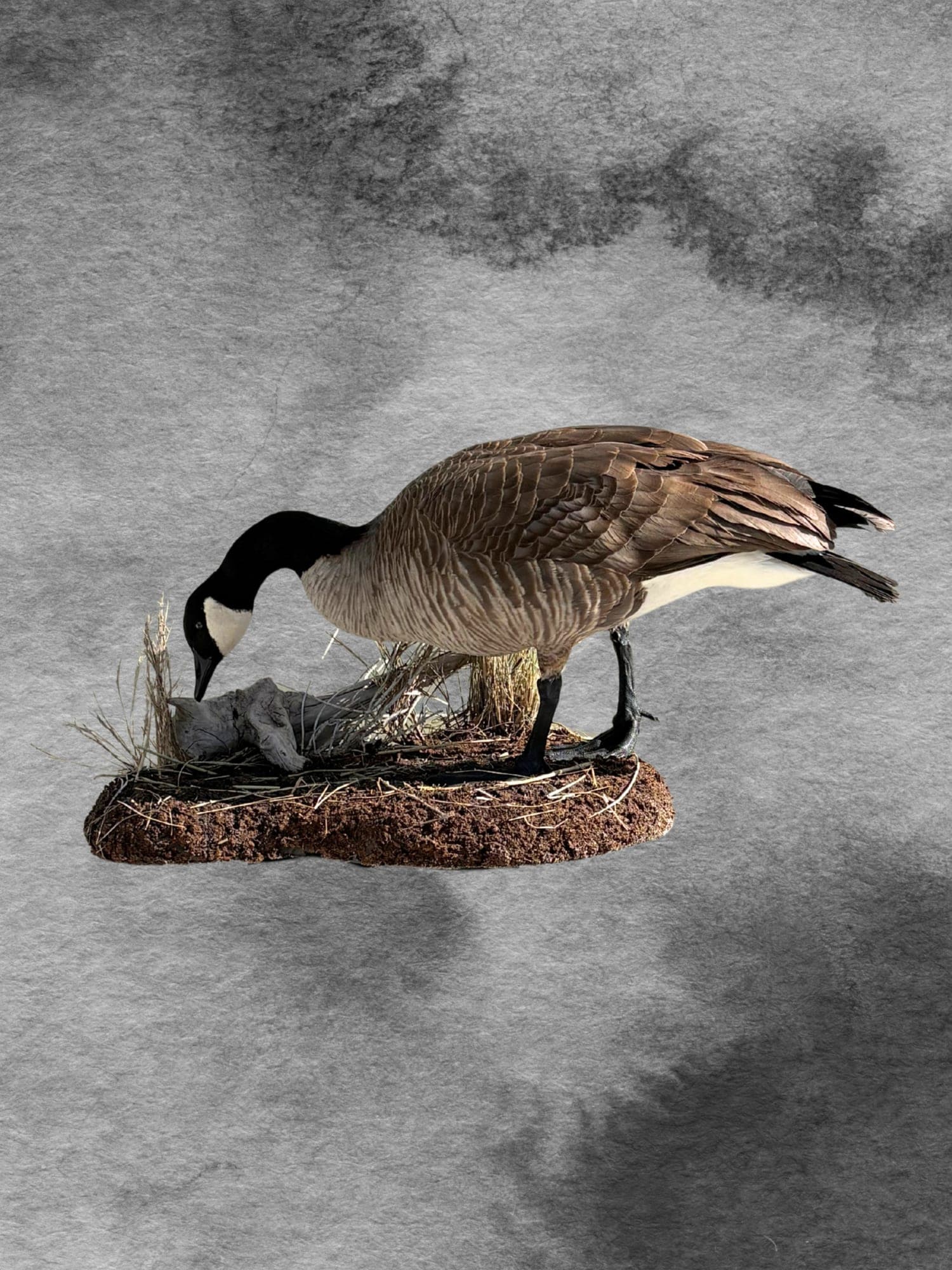 Canada Goose