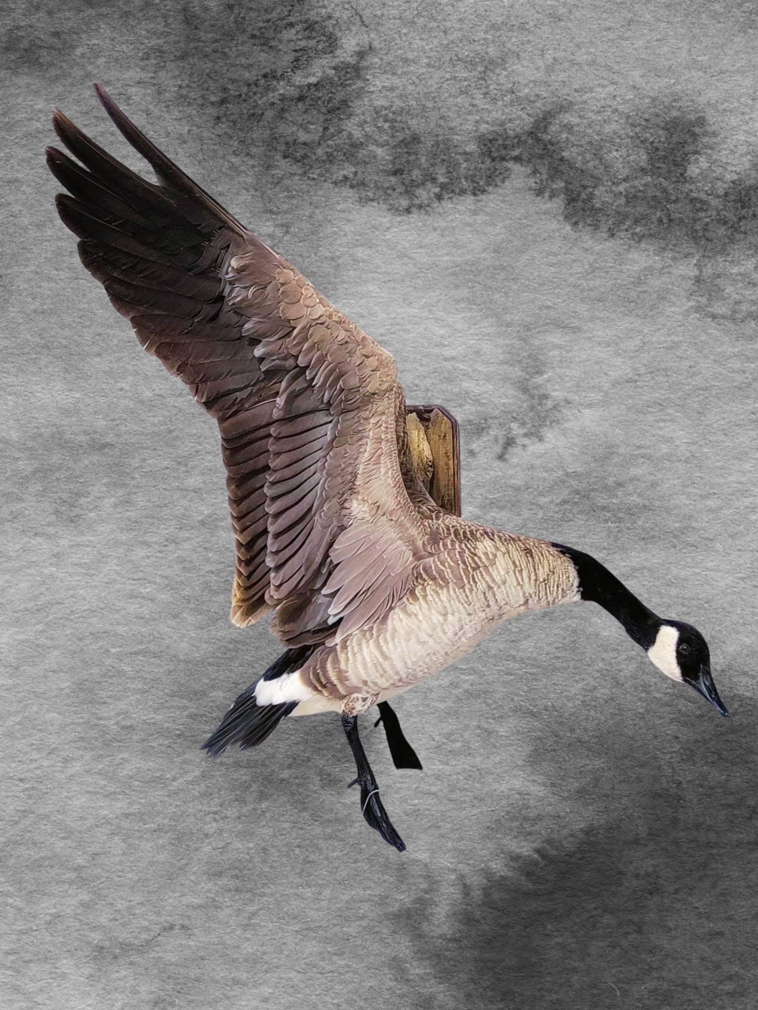 Canada Goose