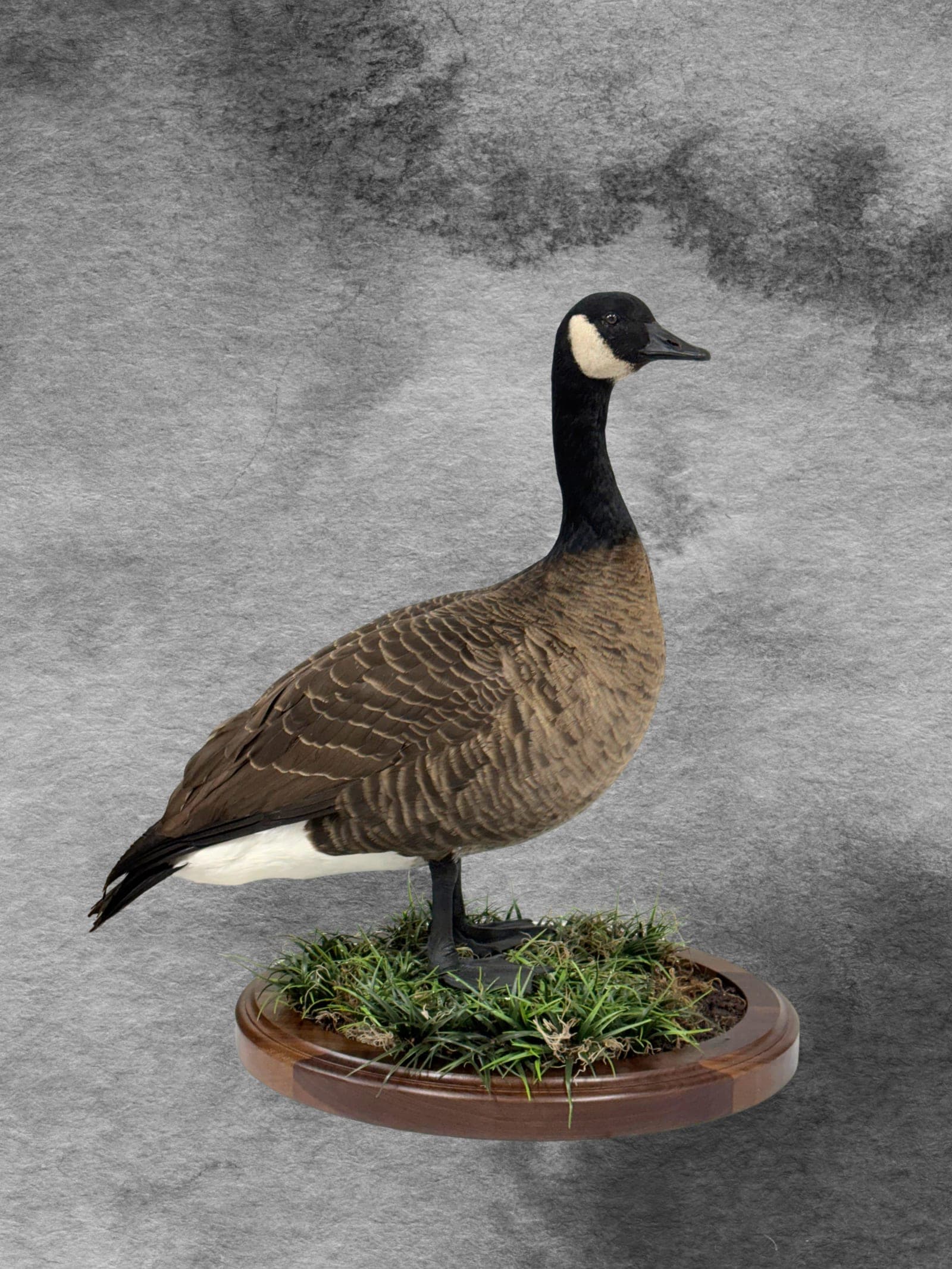 Canada Goose taxidermy mount — Standing pose on a natural grass base