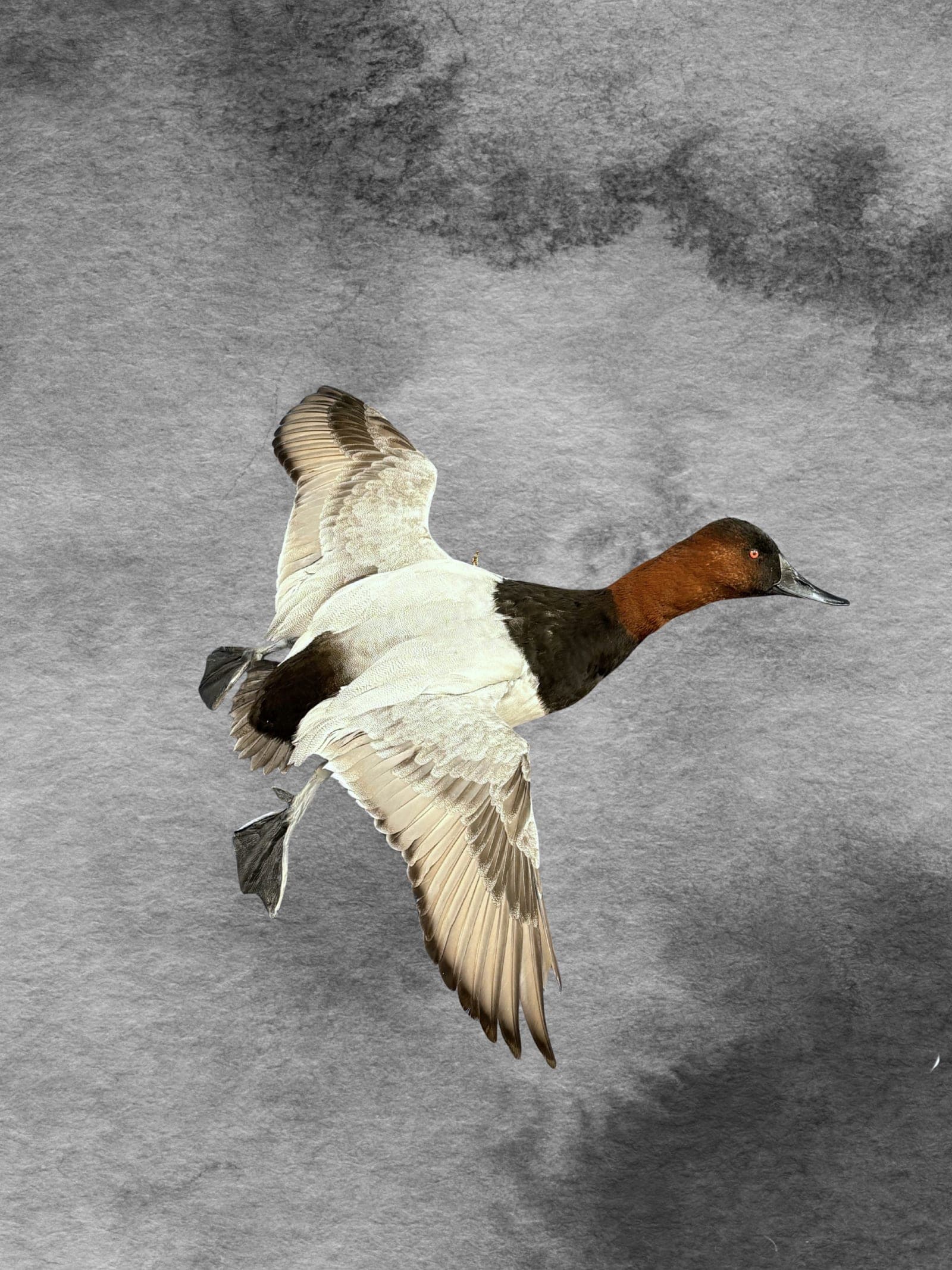 Canvasback taxidermy mount — Full flight pose