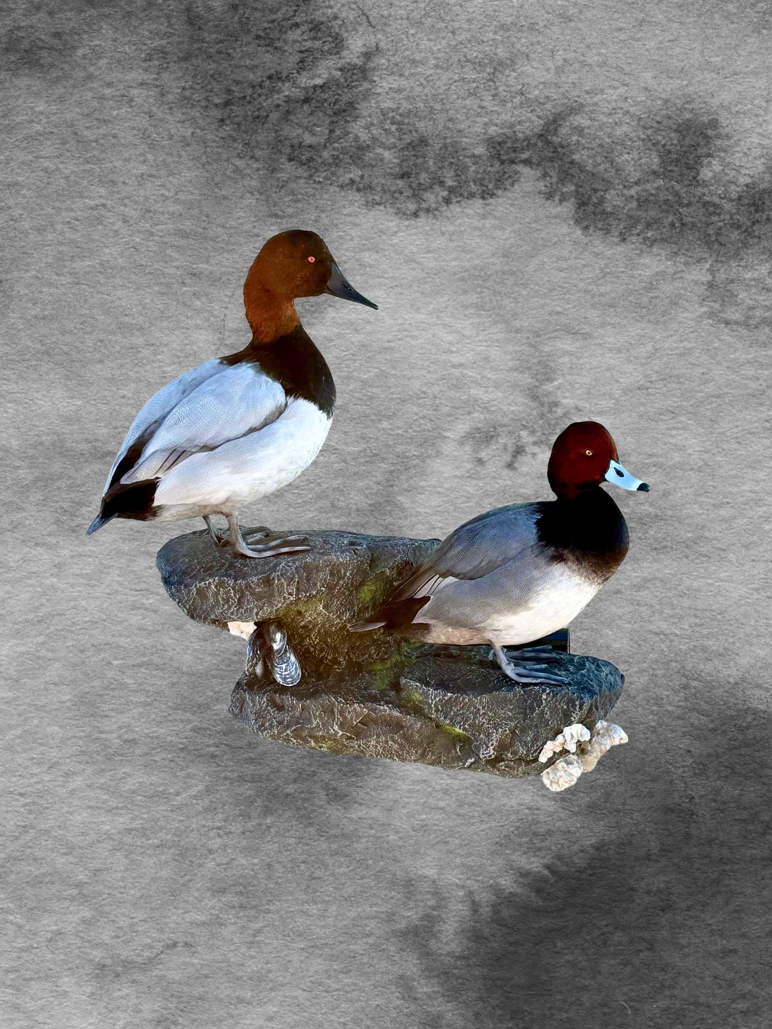 Canvasback & Redhead