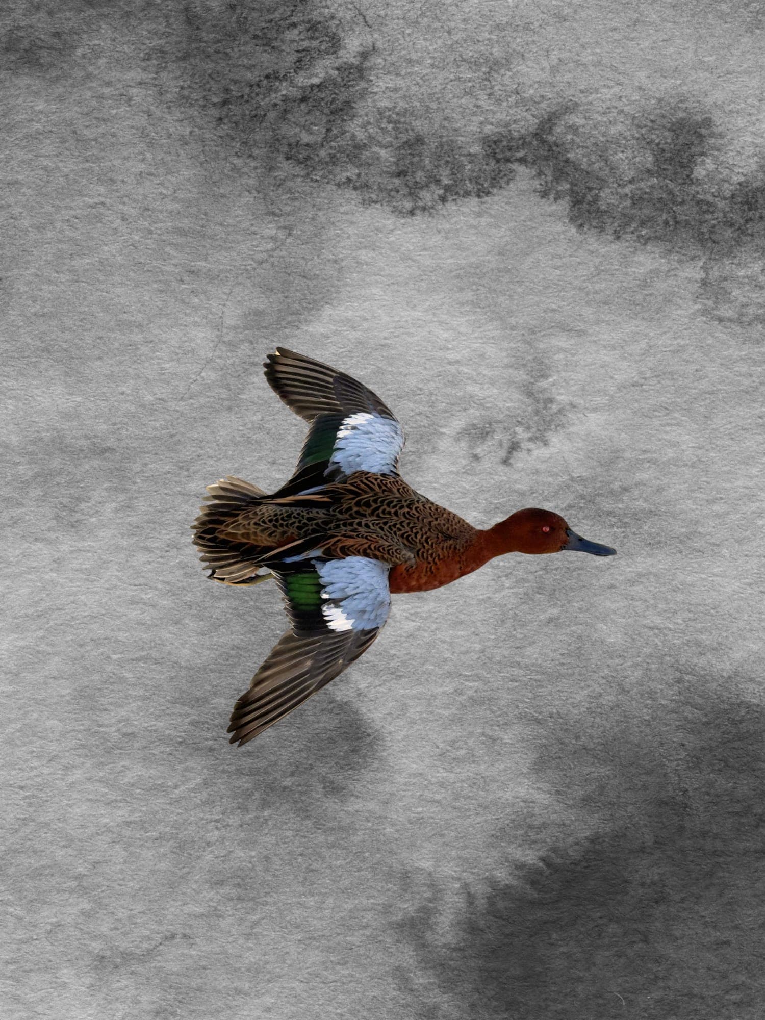 Cinnamon Teal