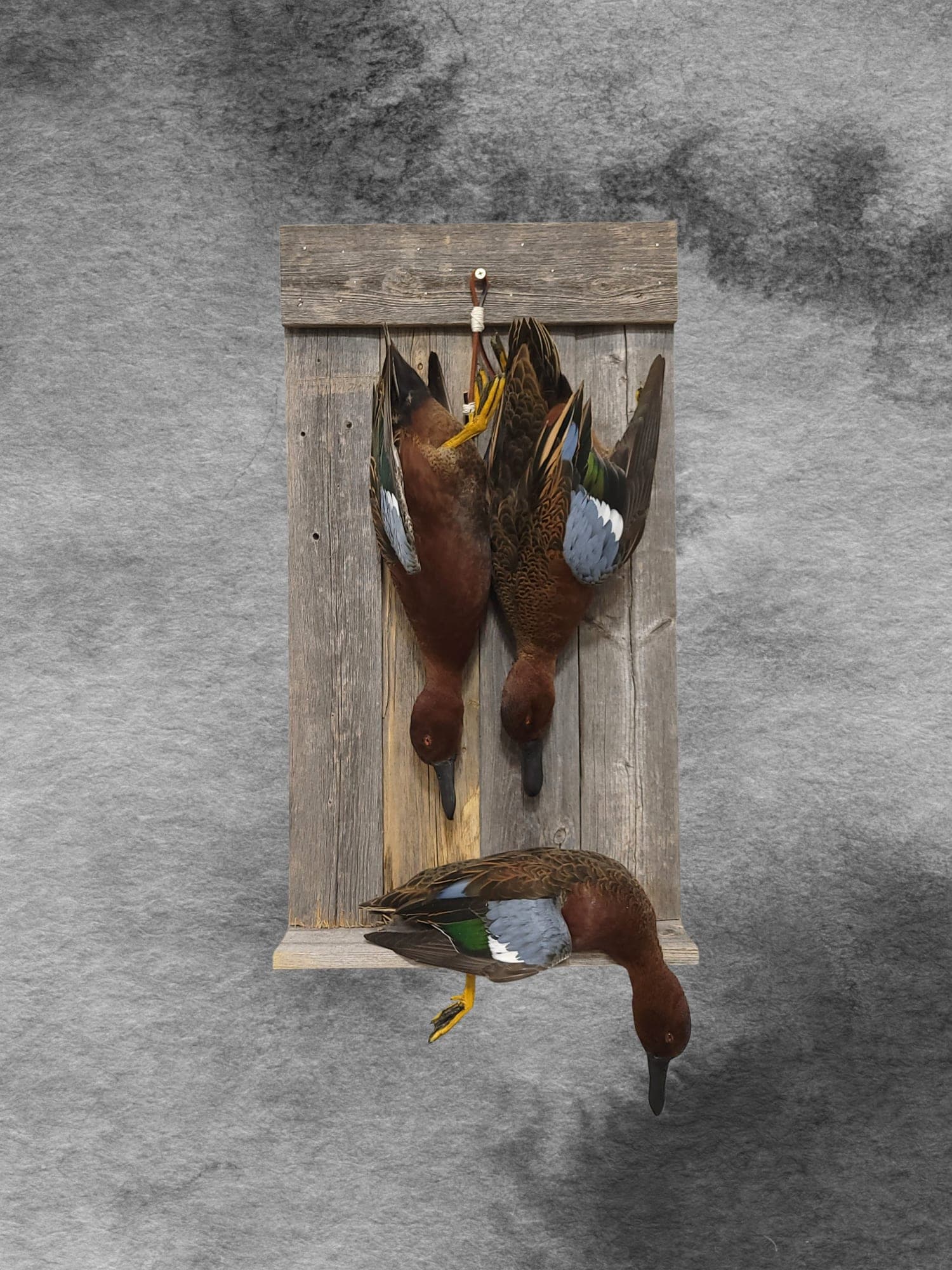 Cinnamon Teal Trio