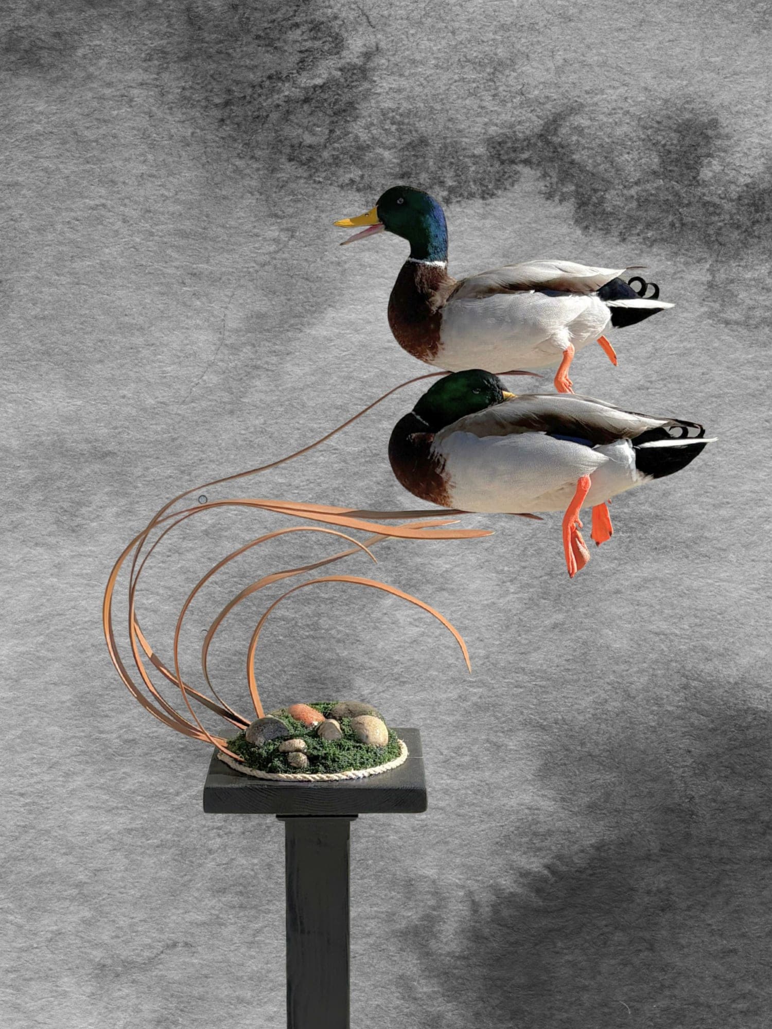 Mallard Pair
