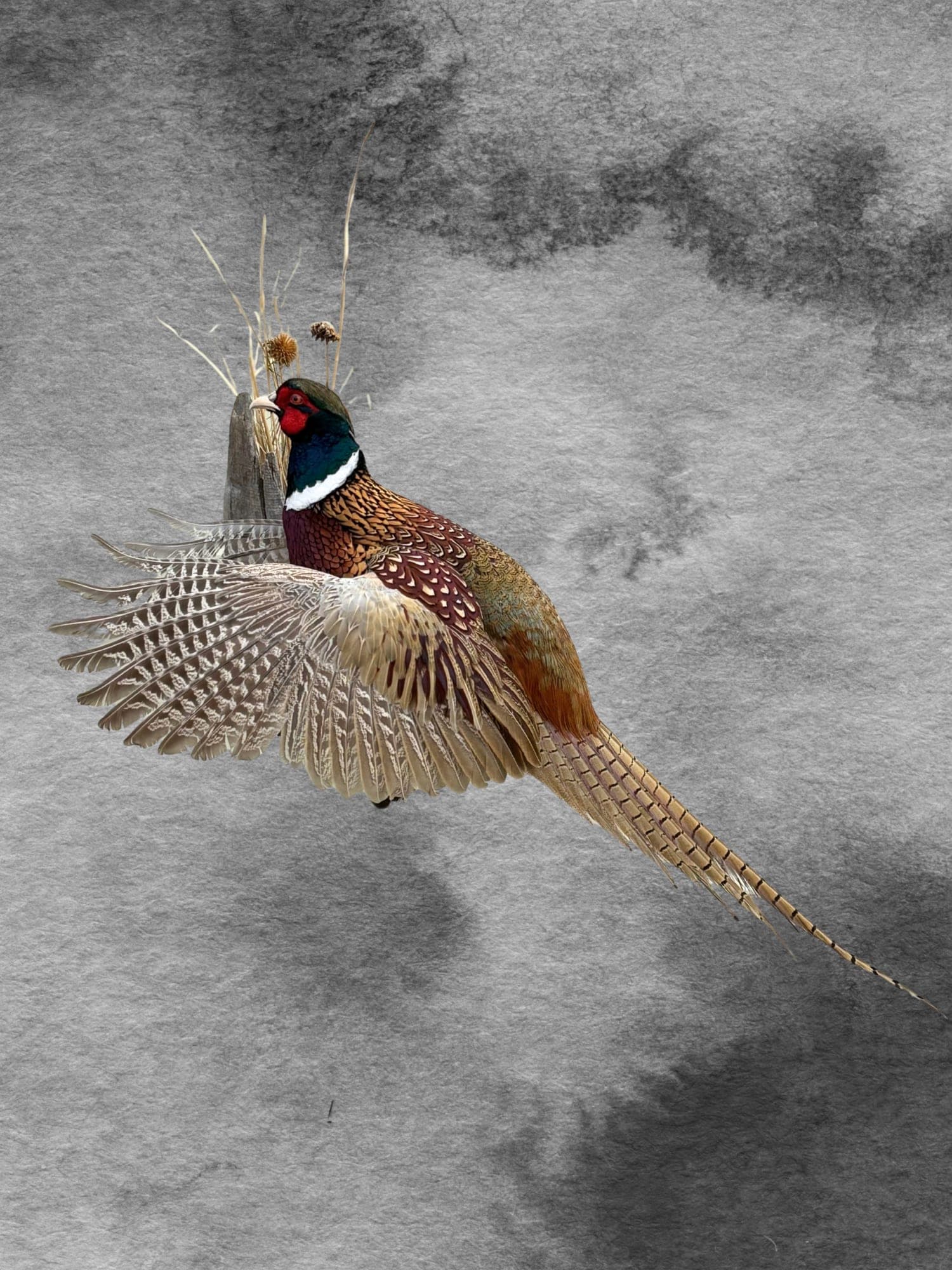 Ring-necked Pheasant