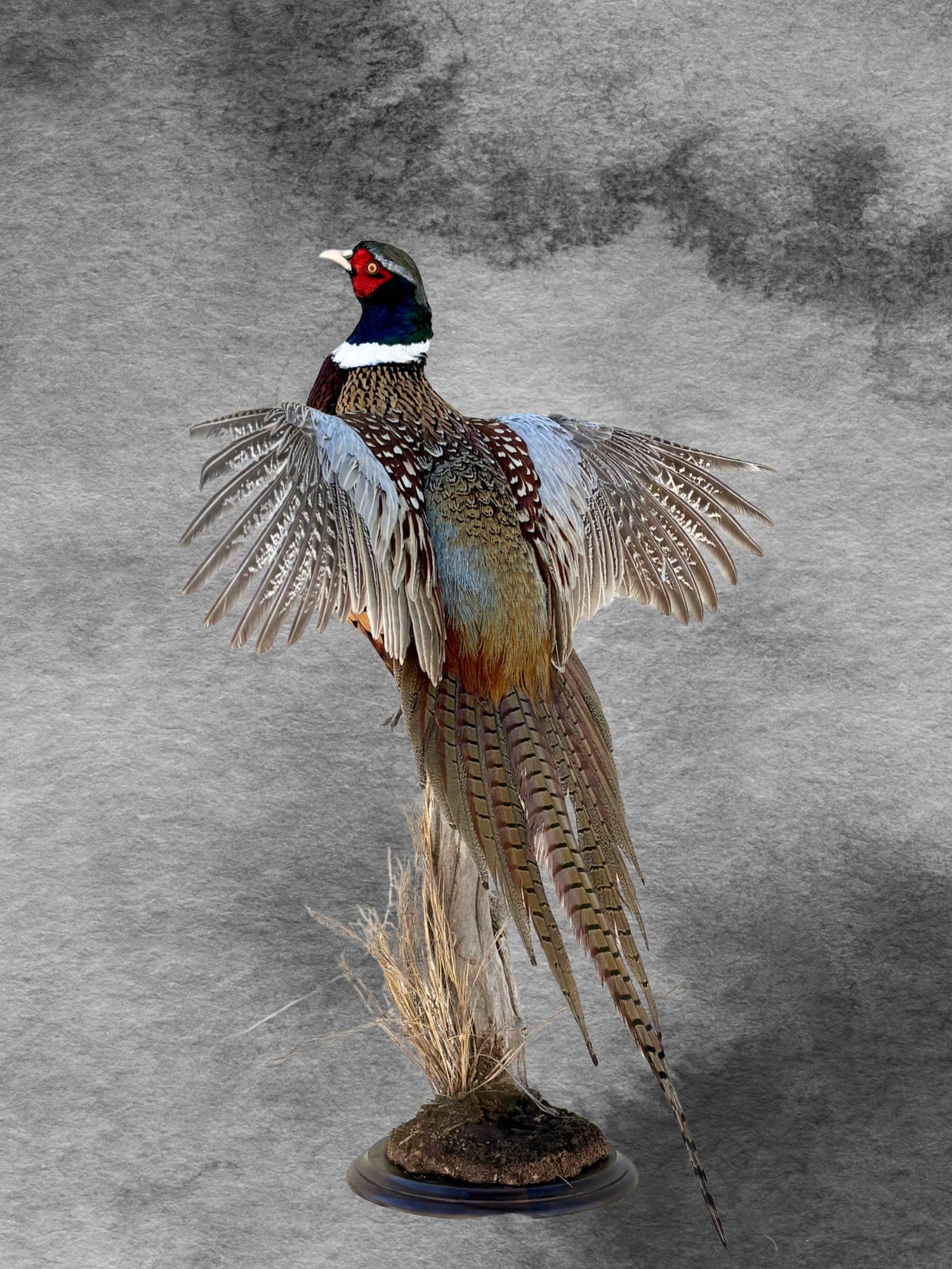 Ring-necked Pheasant