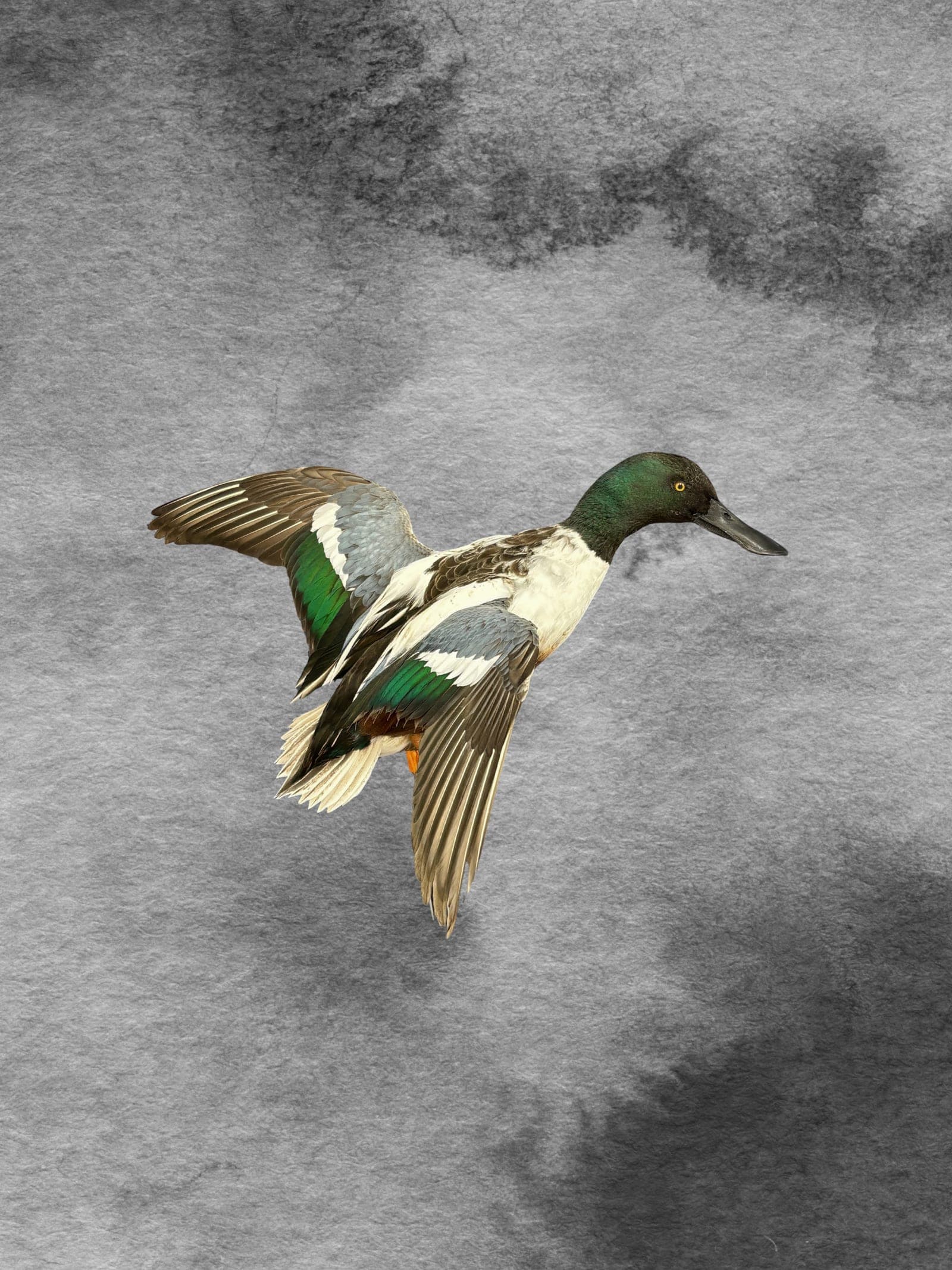 Northern Pintail taxidermy mount — Full flight pose