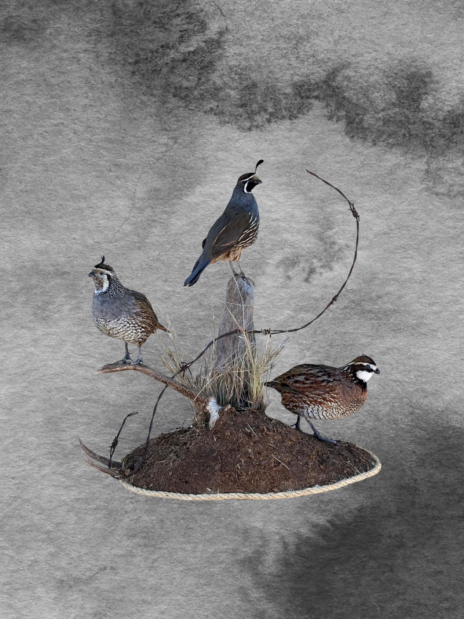 Quail Trio