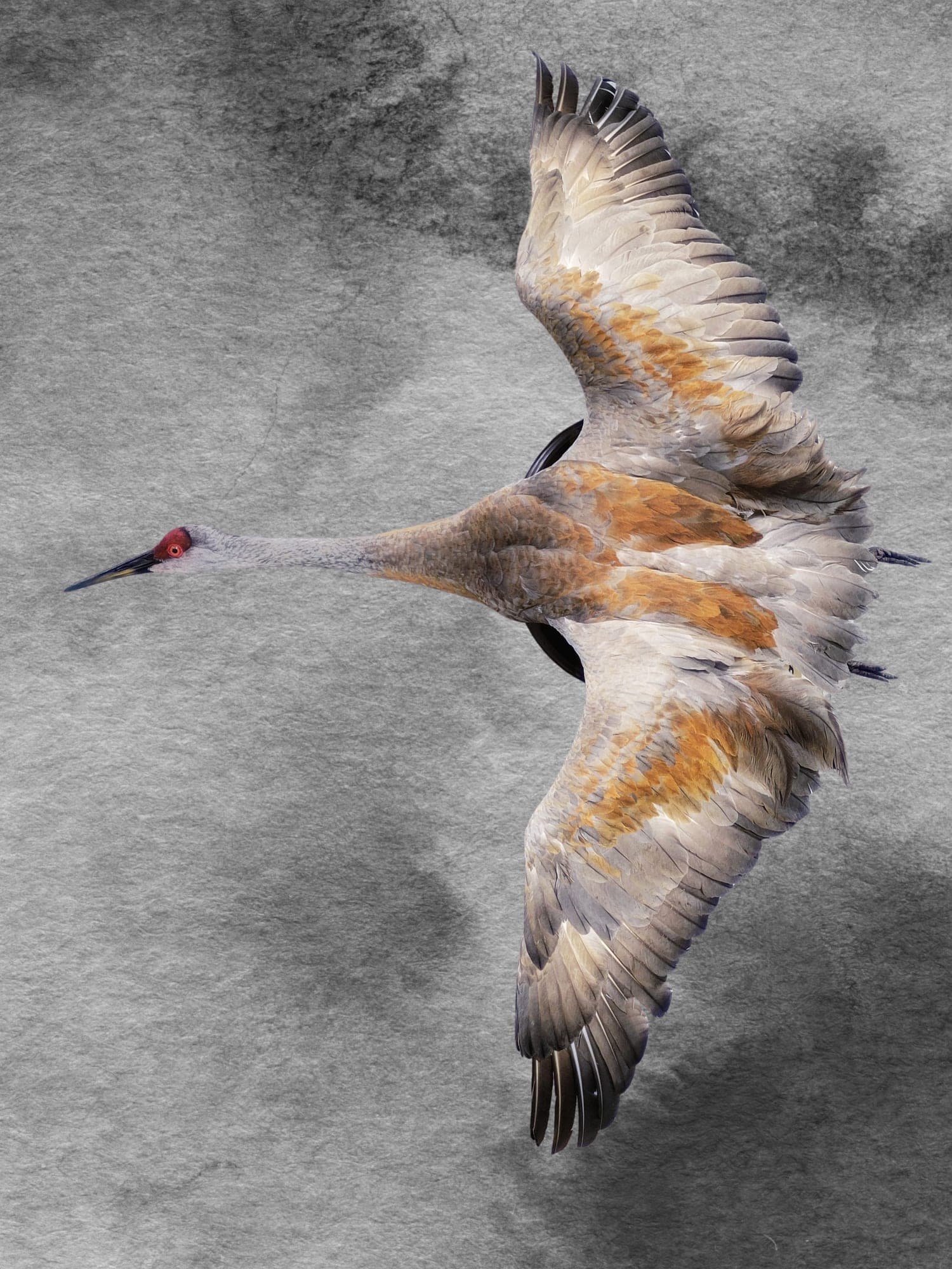 Sandhill Crane