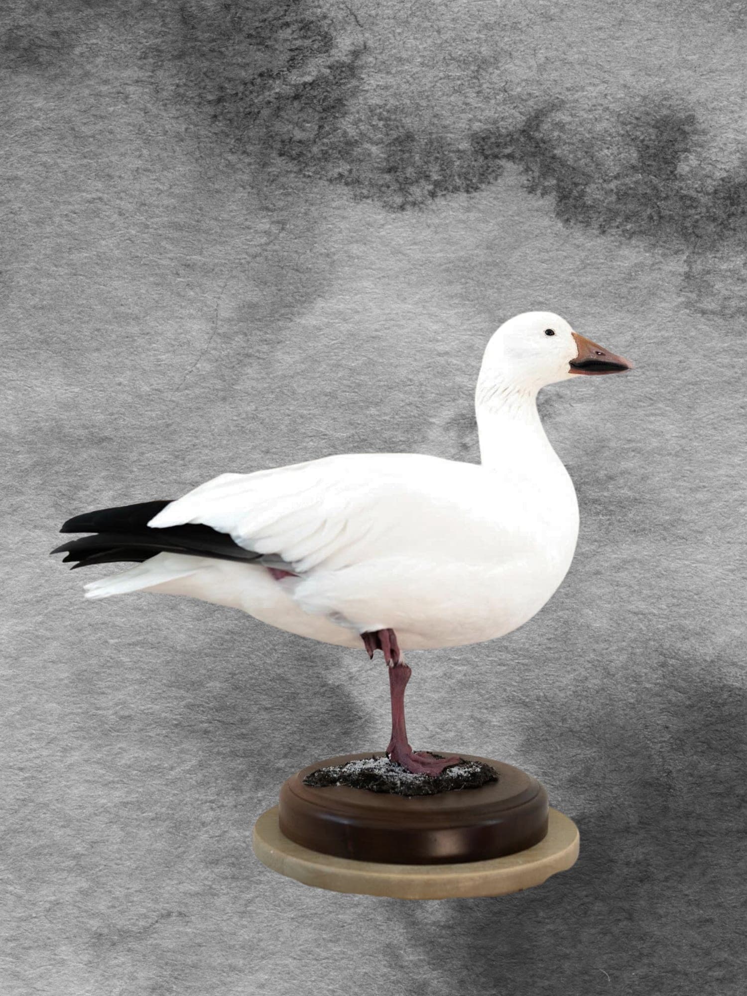Snow Goose