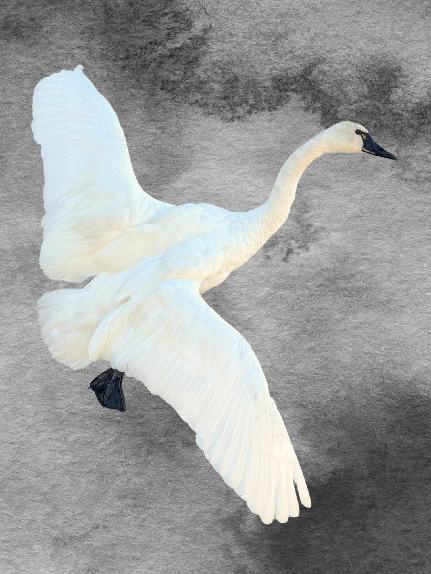 Trumpeter Swan