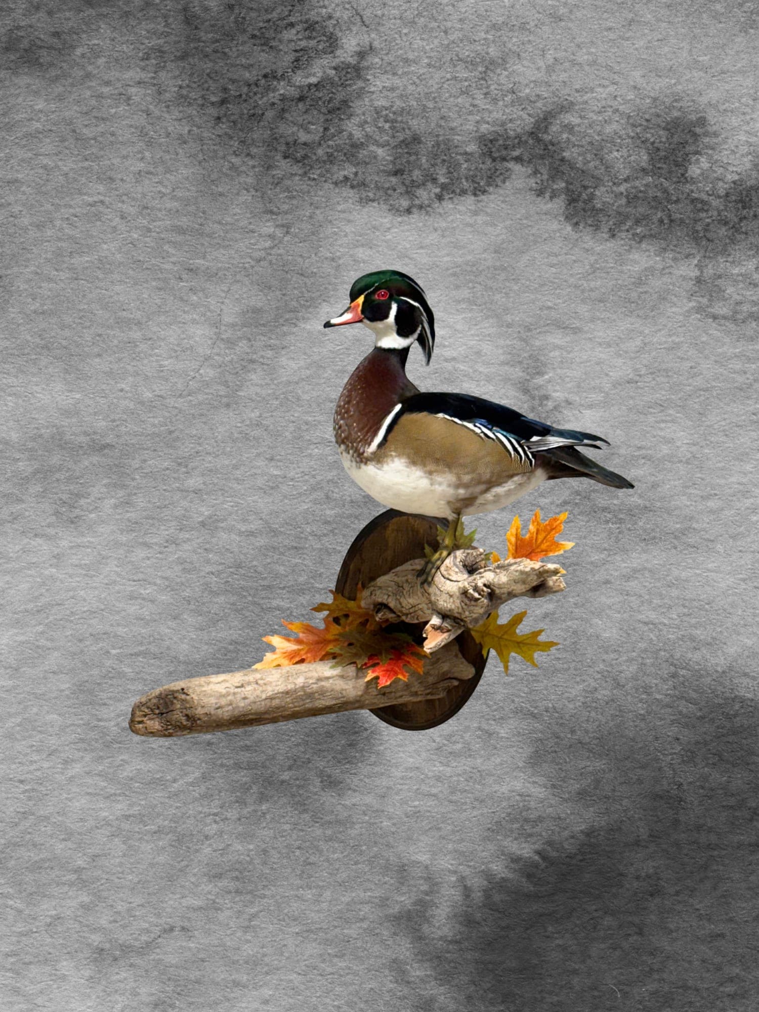Wood Duck