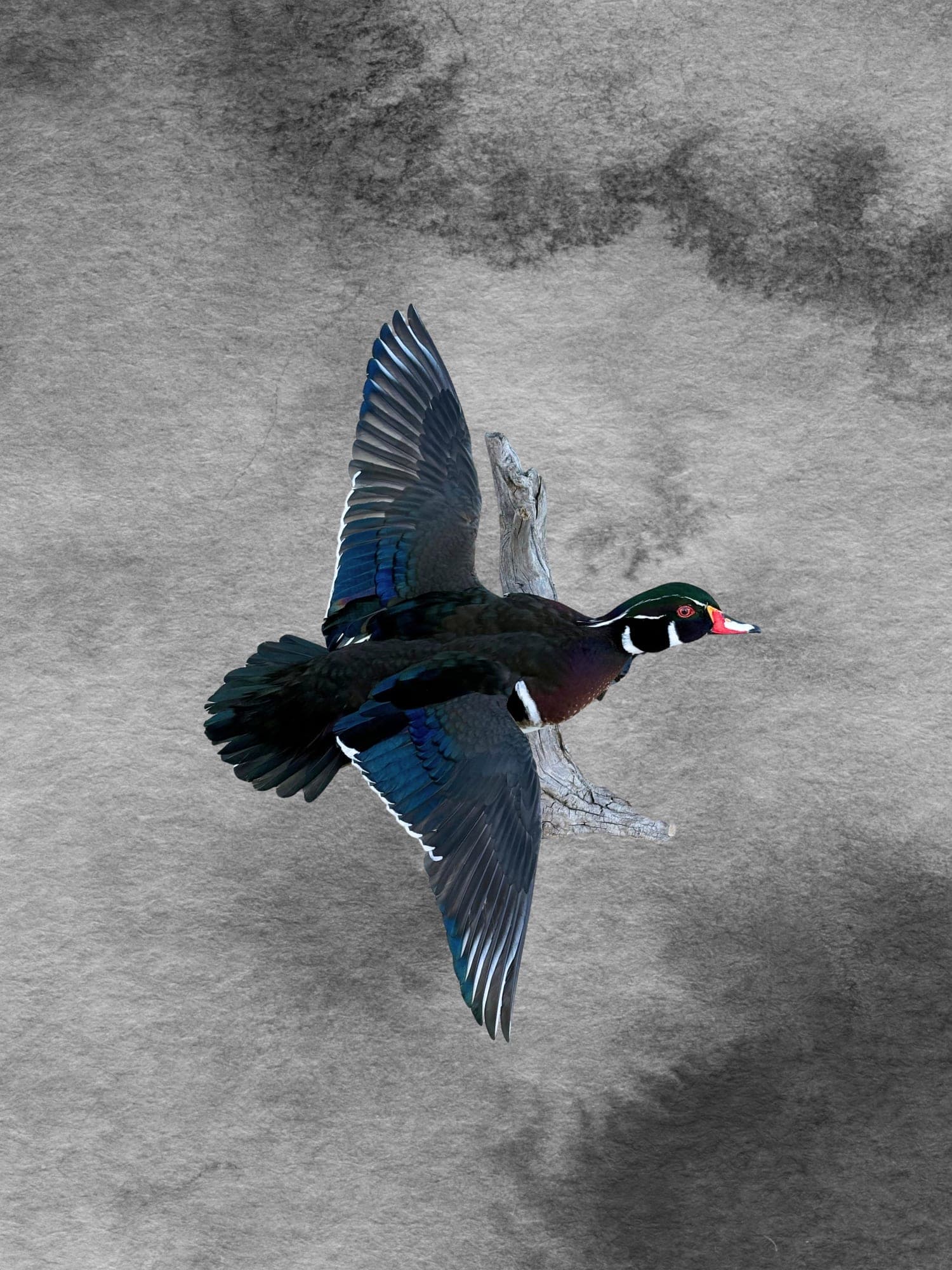 Wood Duck